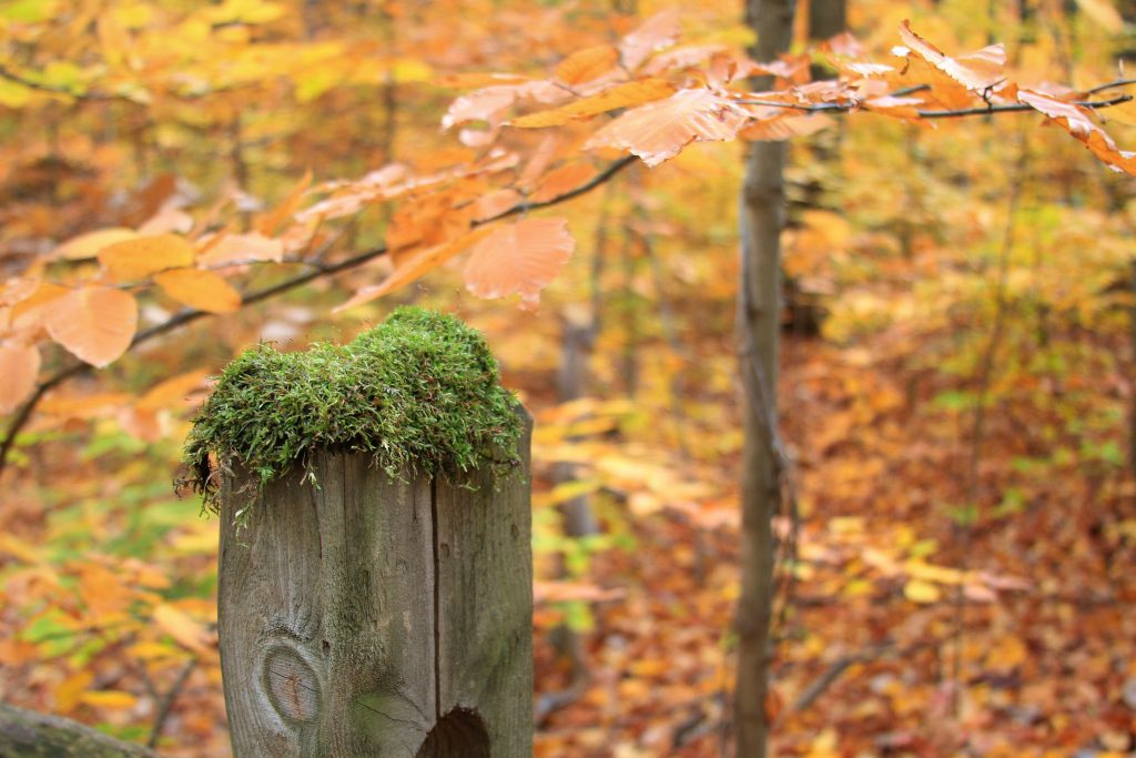 Foto Gary Yost @Unsplash