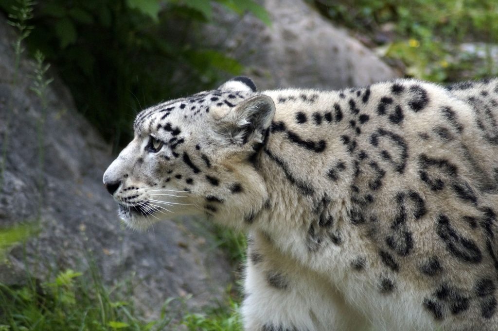 leopardo delle nevi, cashmere