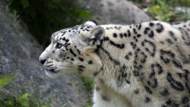 Photo of Impatto della globalizzazione sui Monti Altai: più cashmere, meno leopardi delle nevi