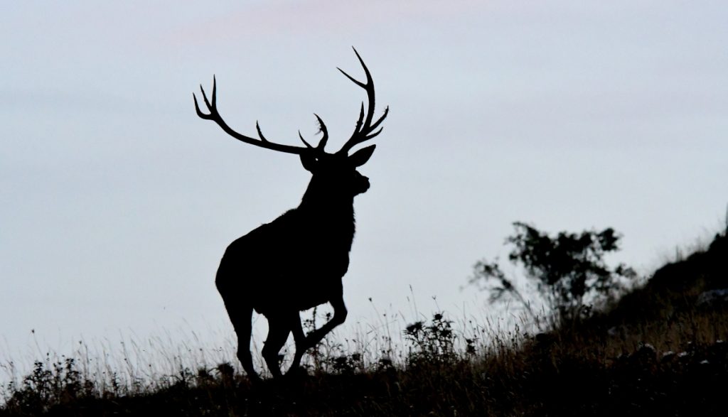 Un cervo sulla Montagnola