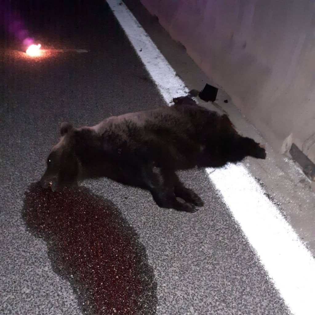 Orso marsicano ucciso e abbandonato sulla A25 - Foto FB @Parco Nazionale d'Abruzzo Lazio e Molise