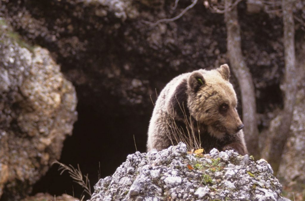 orso marsicano