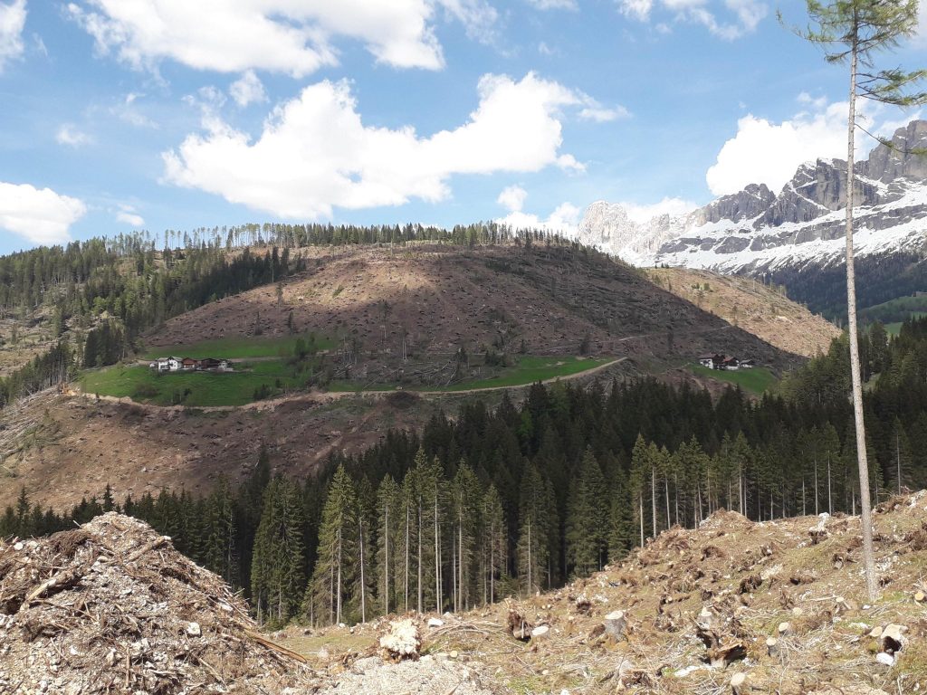 Lavori di sgombero degli alberi post Vaia, 2019 - Foto ANSA/PROVINCIA DI BOLZANO