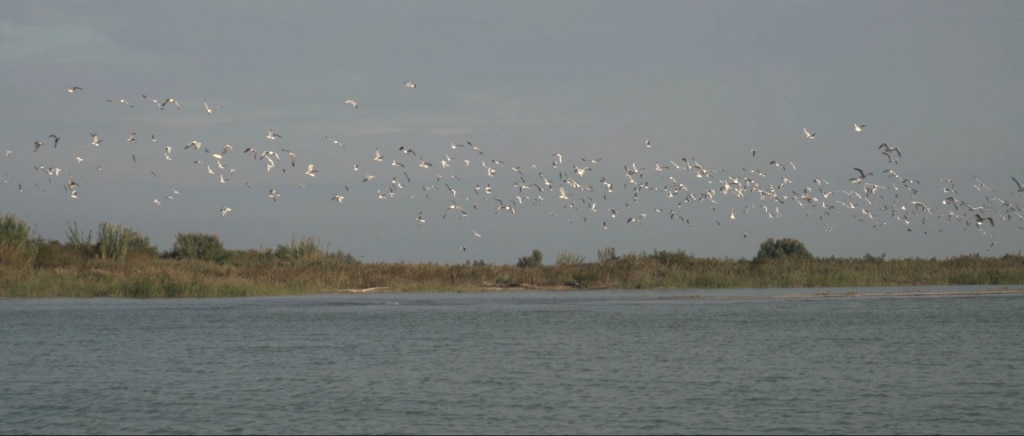 La foce del Po. Foto Giacomo Piumatti