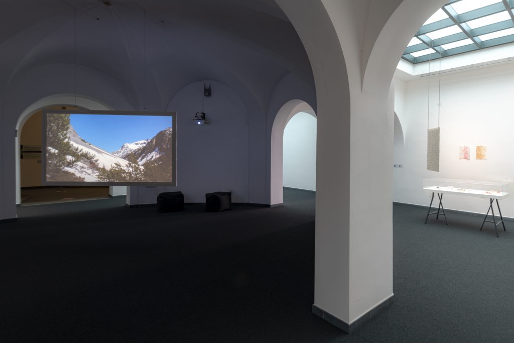 Ecophilia. Esplorare l’alterità, sviluppare empatia, veduta della mostra al Museomontagna, 2021
Courtesy Museomontagna
Crediti fotografici: Mariano Dallago