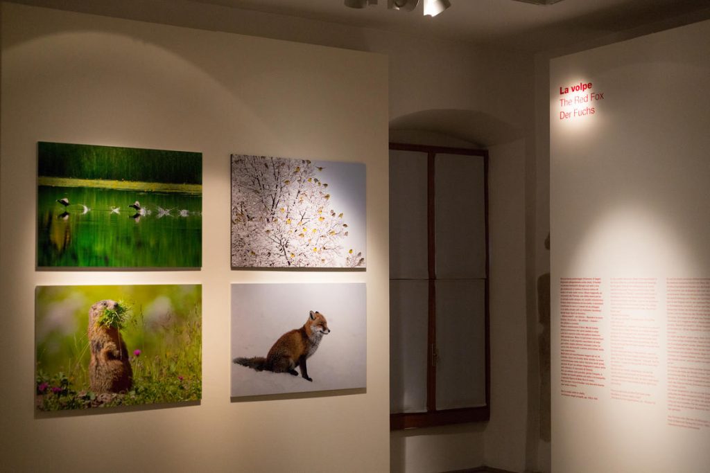 Foto @ Archivio MUSE Museo delle Scienze - Giulia Curti