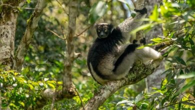 Photo of I lemuri delle montagne del Madagascar cantano e hanno il senso del ritmo come noi
