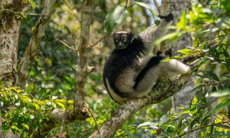 lemuri, madagascar