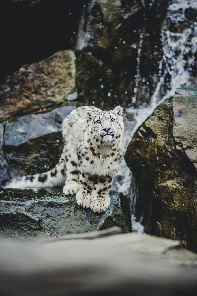 Leopardo delle nevi - Foto Helena Lopes @Unsplash