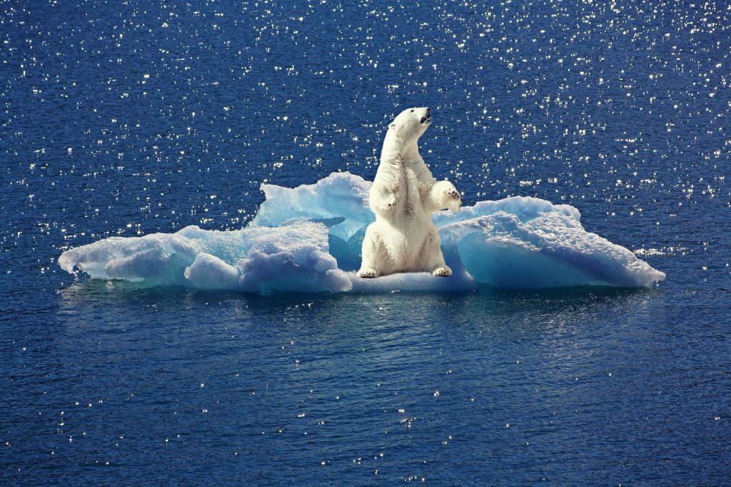 Orsi polari su un iceberg. Questa è una delle specie che maggiormente sta subendo gli effetti del surriscaldamento globale.
