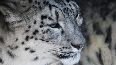 leopardo delle nevi