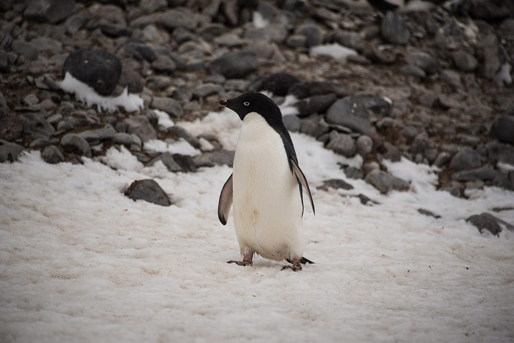 Pinguino di Adelia - Foto Wikimedia Commons @Binaryboy