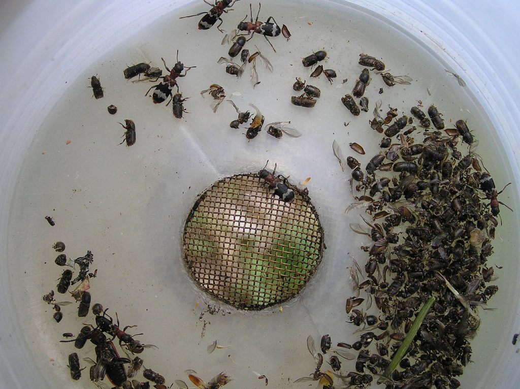 Trappole - Foto Wikimedia Commons @Beentree