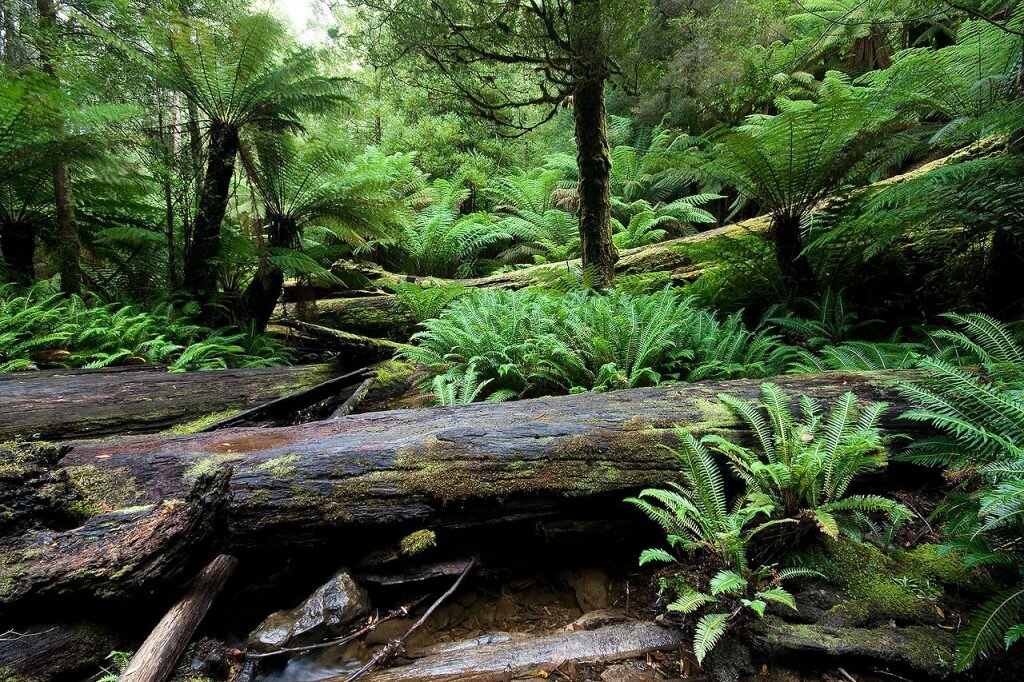 Foresta pluviale temperata - Foto Wikimedia Commons @JJ Harrison