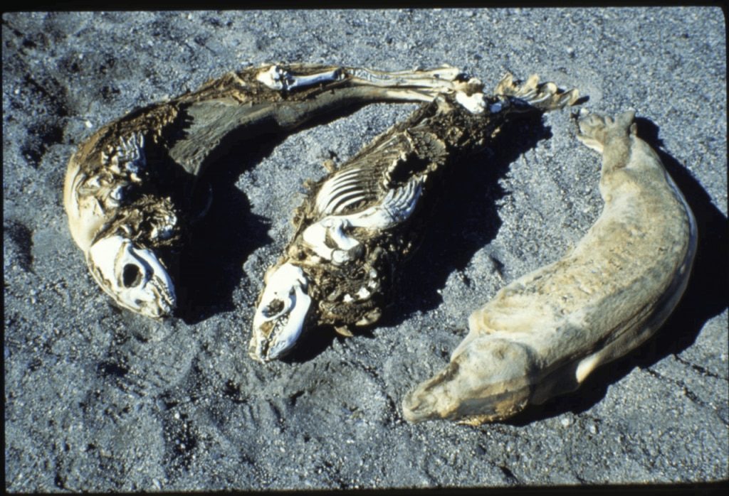 Tre foche mummificate - Foto Wikimedia Commons @Warren B. Hamilton