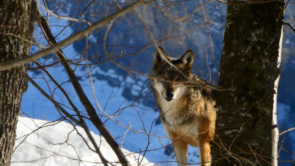 Foto FB Centro Uomini e Lupi