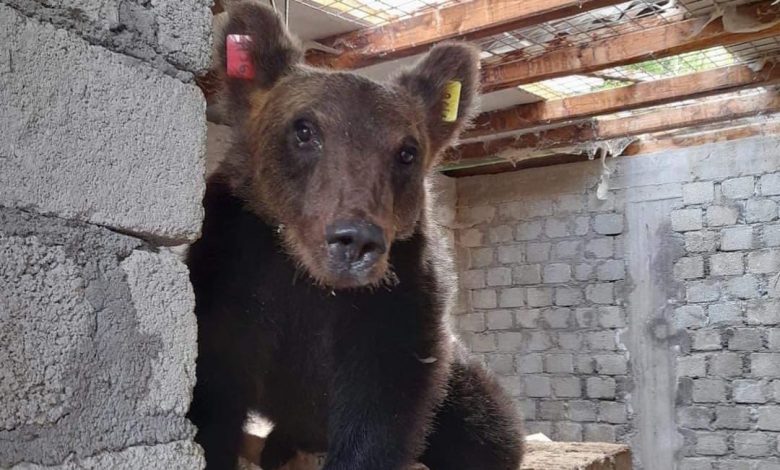 juan carrito, orso