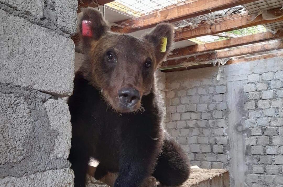 juan carrito, orso