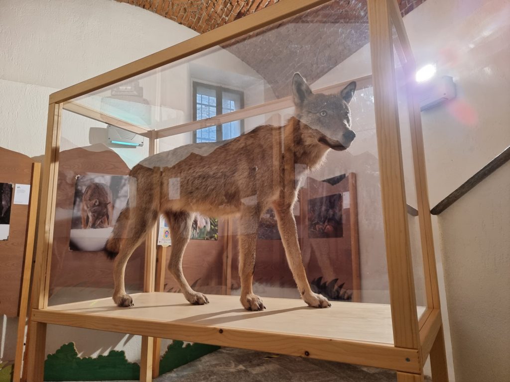 Foto FB Centro Uomini e Lupi