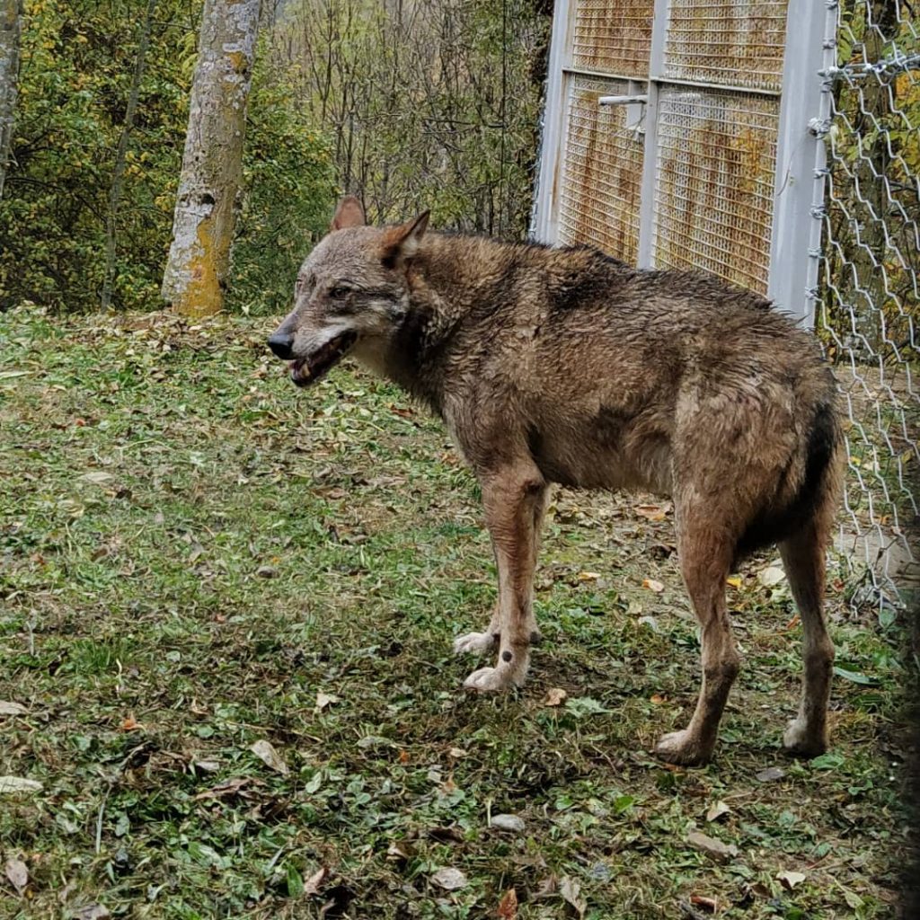 Foto FB Centro Uomini e Lupi
