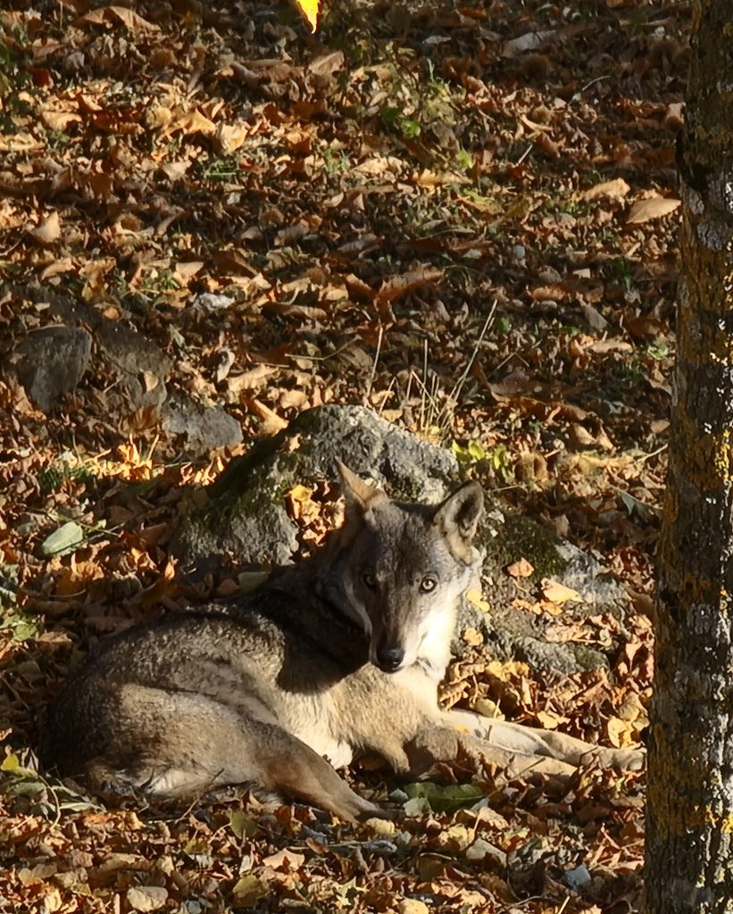 Foto FB Centro Uomini e Lupi