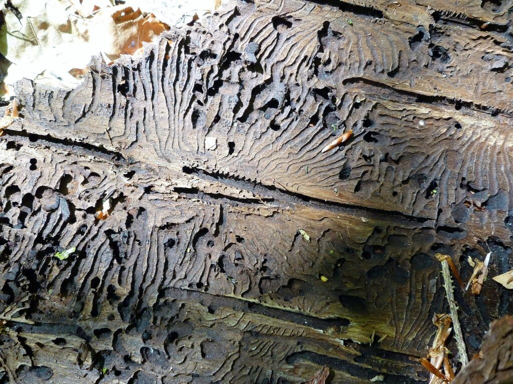 Gallerie scavate dal bostrico - Foto Wikimedia Commons @Rosa-Maria Rinkl