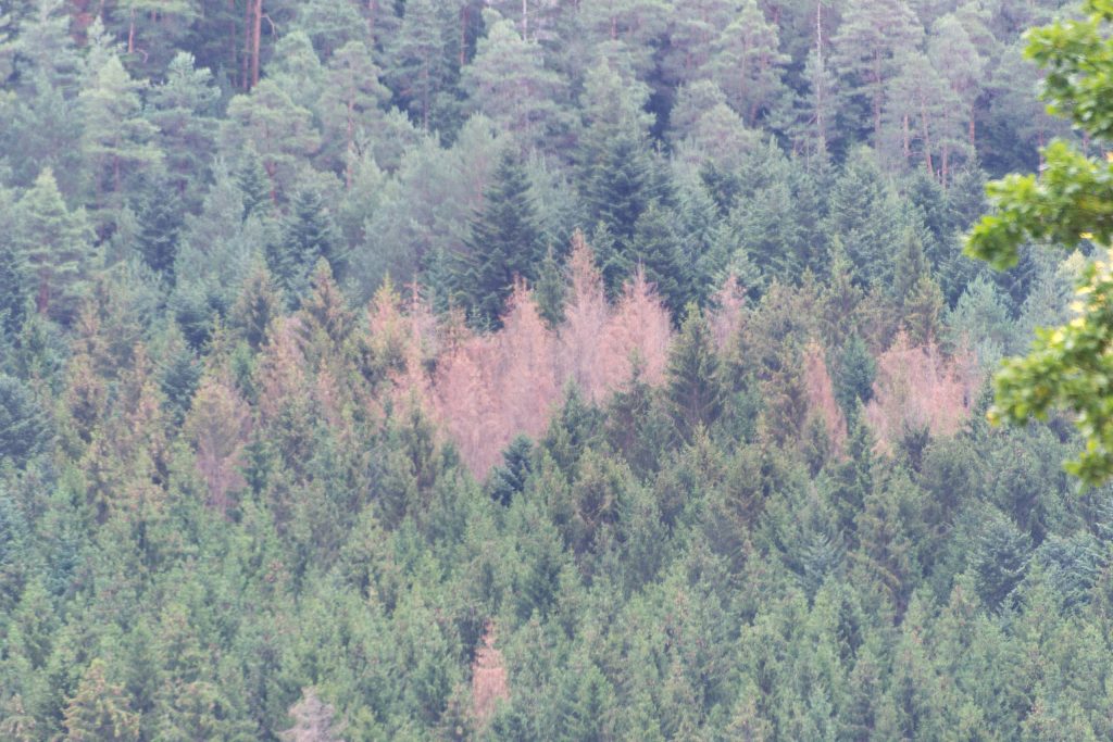 Foresta di conifere colpita dal bostrico - Foto Wikimedia Commons @Moinats