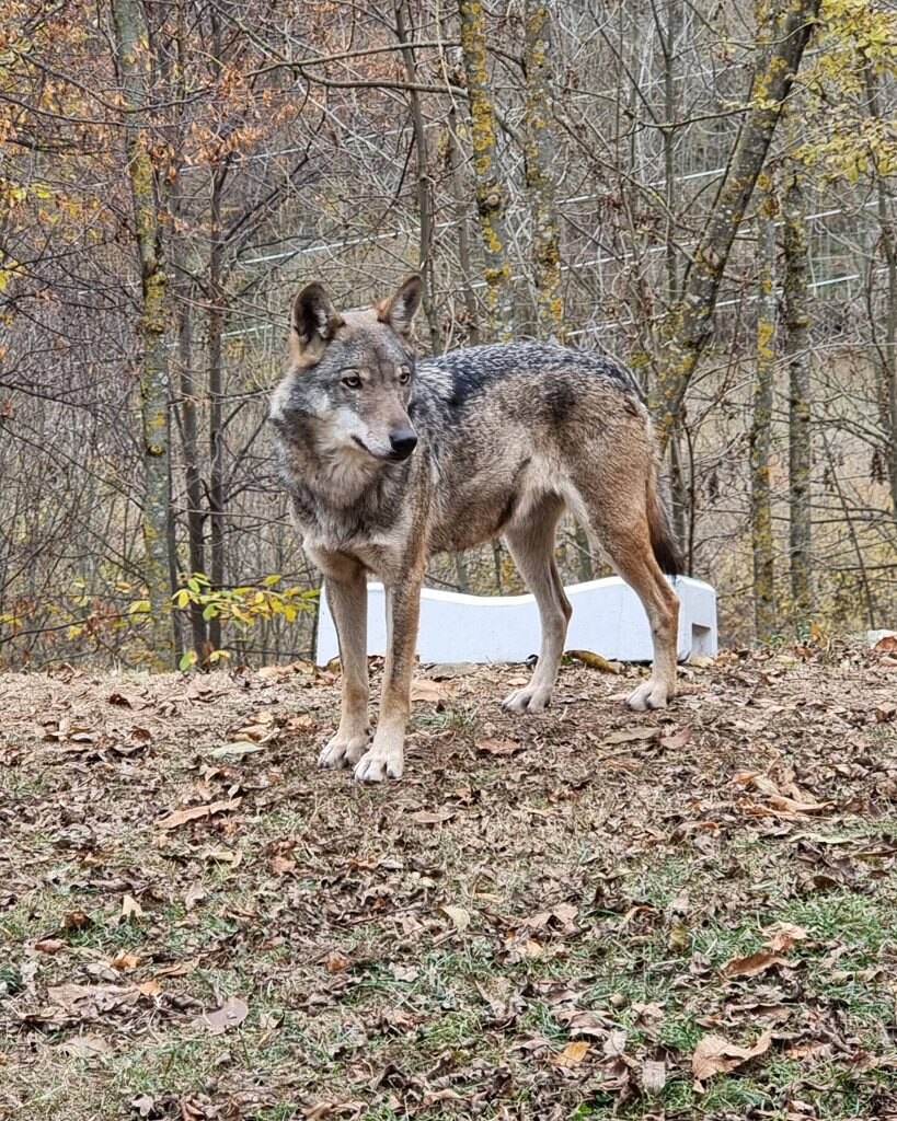Foto FB Centro Uomini e Lupi