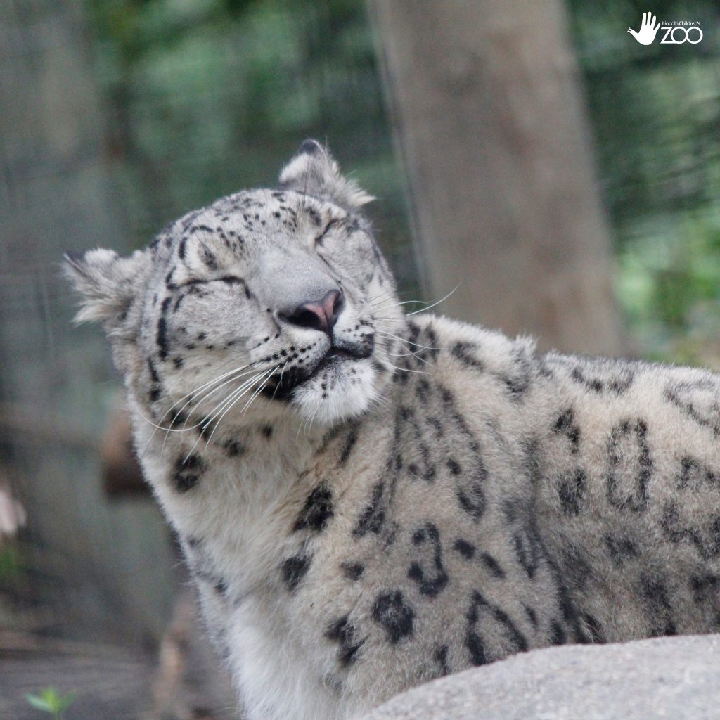 Foto @ Lincoln Children’s Zoo