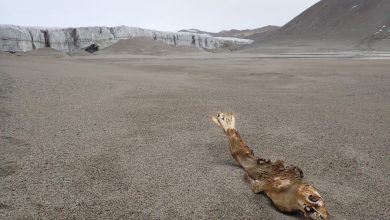 Photo of Le McMurdo Dry Valleys: un deserto marziano nel cuore dell’Antartide