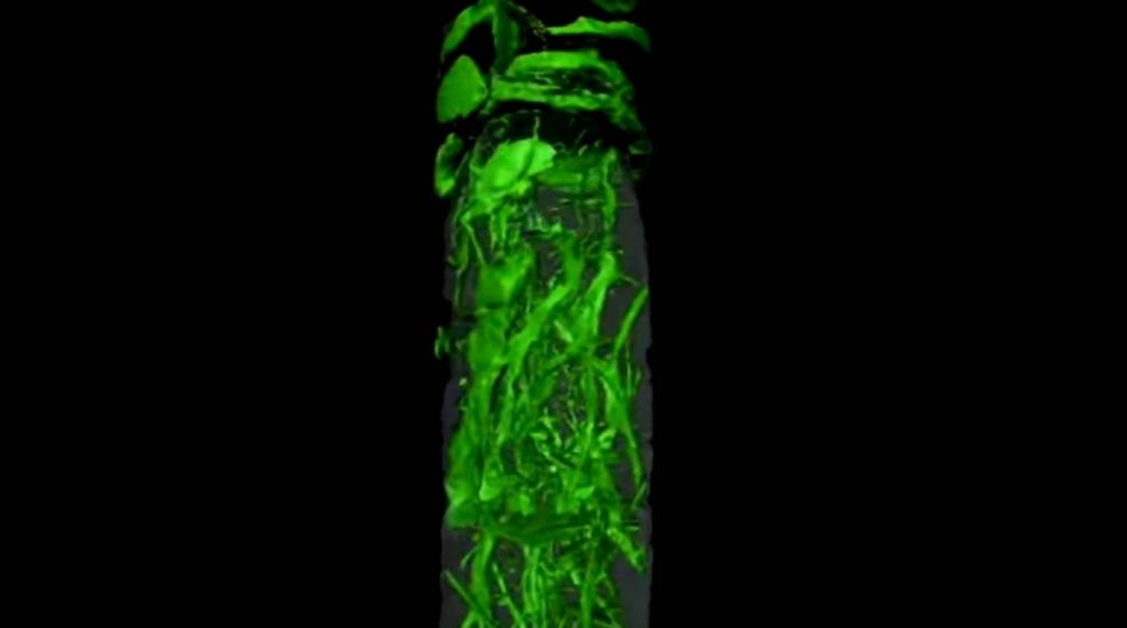Intreccio delle antiche radici - Frame del video "An ancient Antarctic rainforest" Youtube @Nature Video