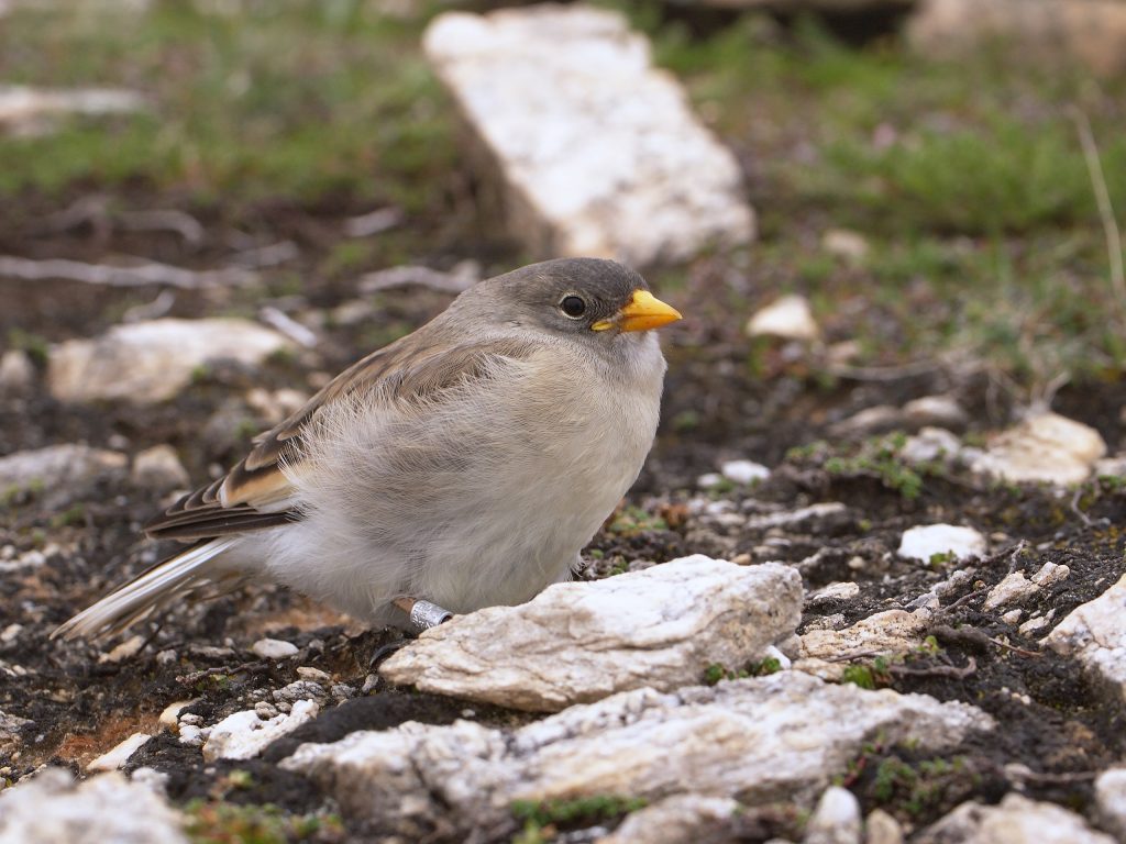 Fringuello alpino - Foto Wikimedia Commons @Frank Vassen