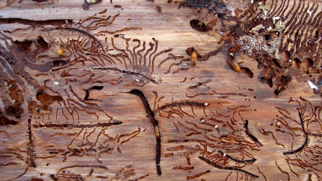 Gallerie scavate dal bostrico - Foto Wikimedia Commons @Harald Kloth