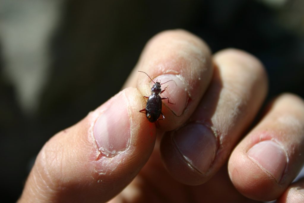 Oreonebria castanea (Foto Mauro Gobbi)