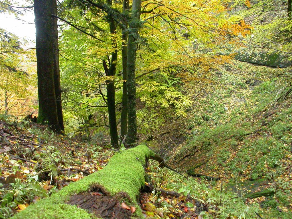 Riserva Integrale Sasso Fratino (N. Agostini) - Parco Nazionale Foreste Casentinesi, Monte Falterona e Campigna