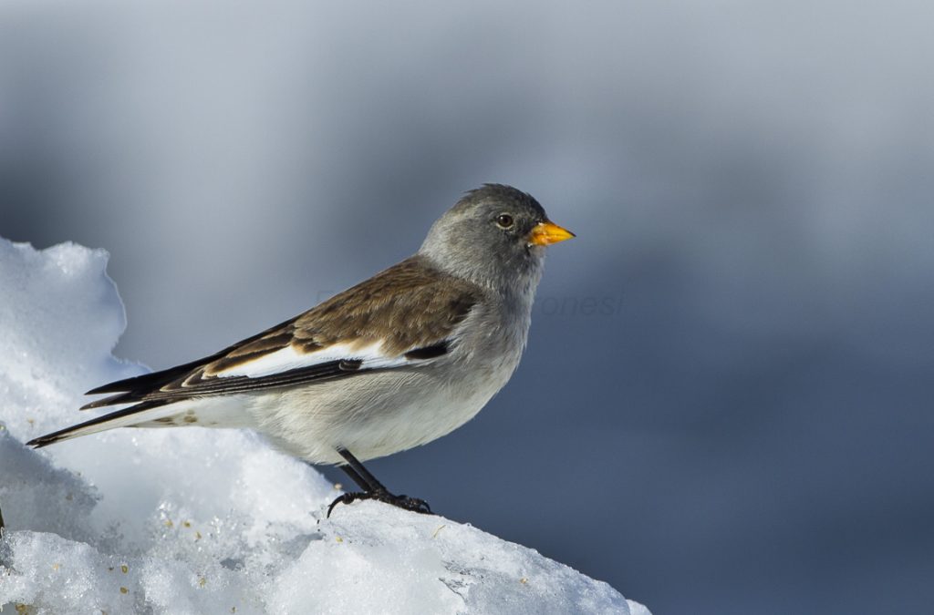 uccelli migratori, cambiamento climatico