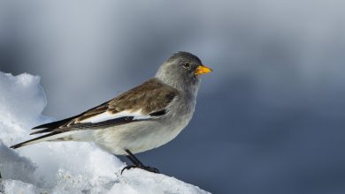 Photo of Alpi. Il cambiamento climatico sta alterando le rotte degli uccelli migratori