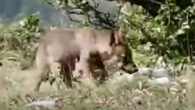 Photo of L’incontro con il cucciolo di lupo, poi l’arrivo della mamma. L’emozionante video dal Parco nazionale d’Abruzzo