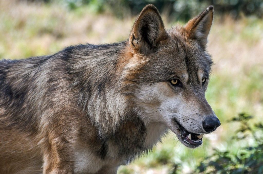 Cosa fare e non fare quando si incontra un lupo 