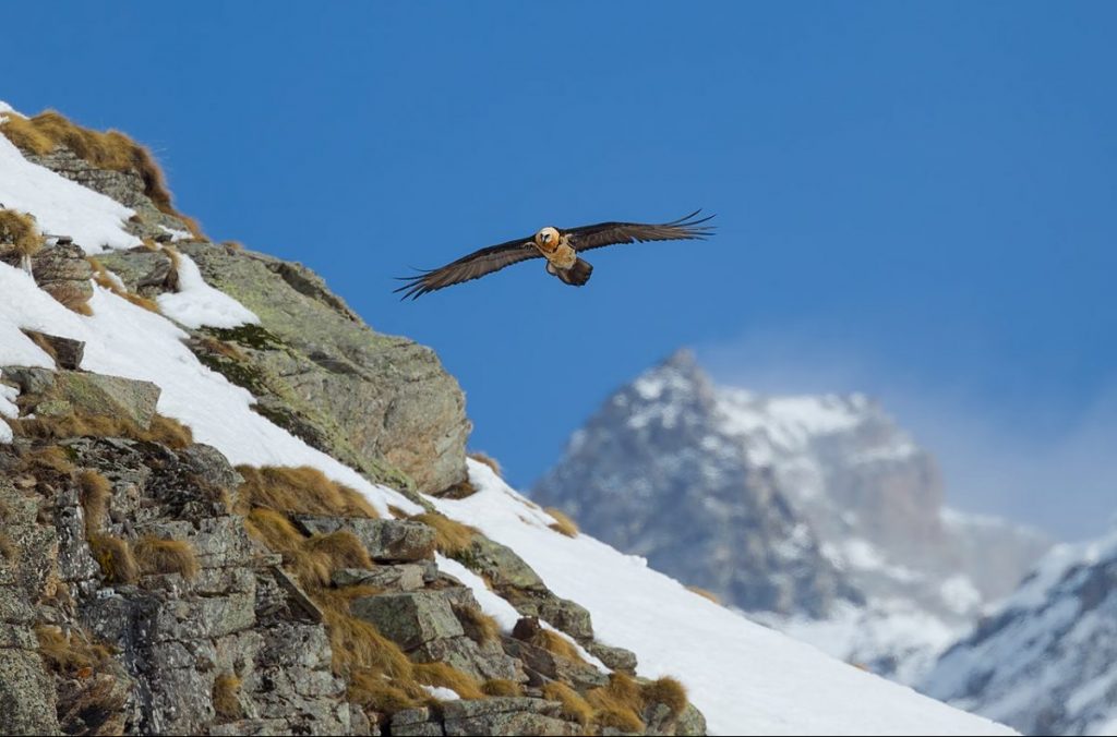 gipeto, parco nazionale gran paradiso, valnontey