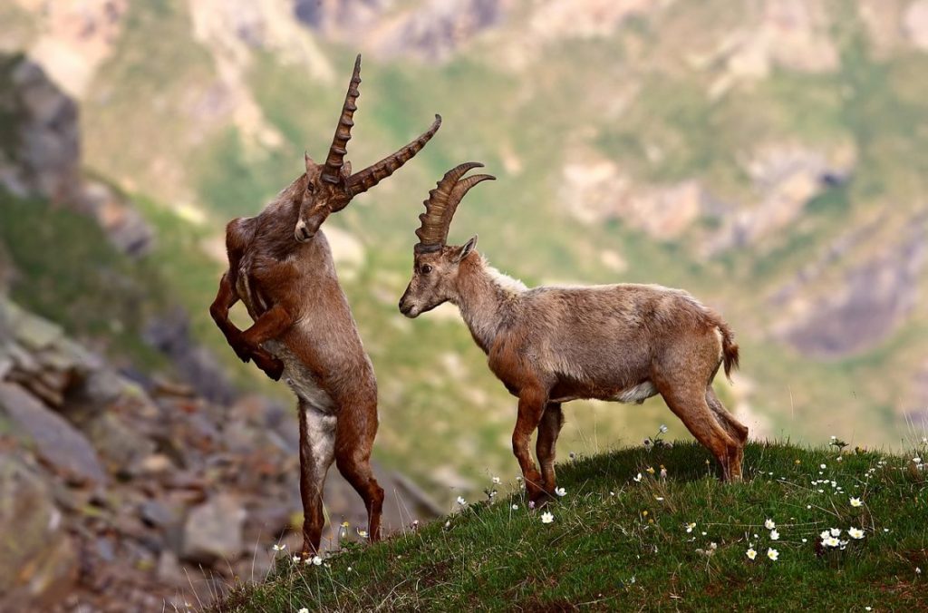 stambecco, parco gran paradiso