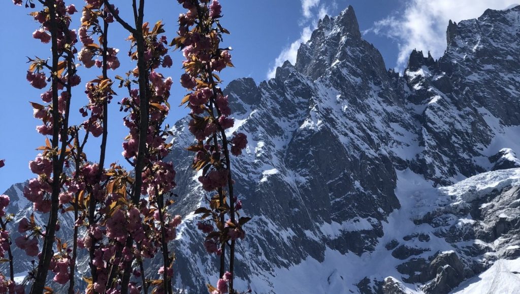 Adotta un ciliegio ai piedi del Monte Bianco