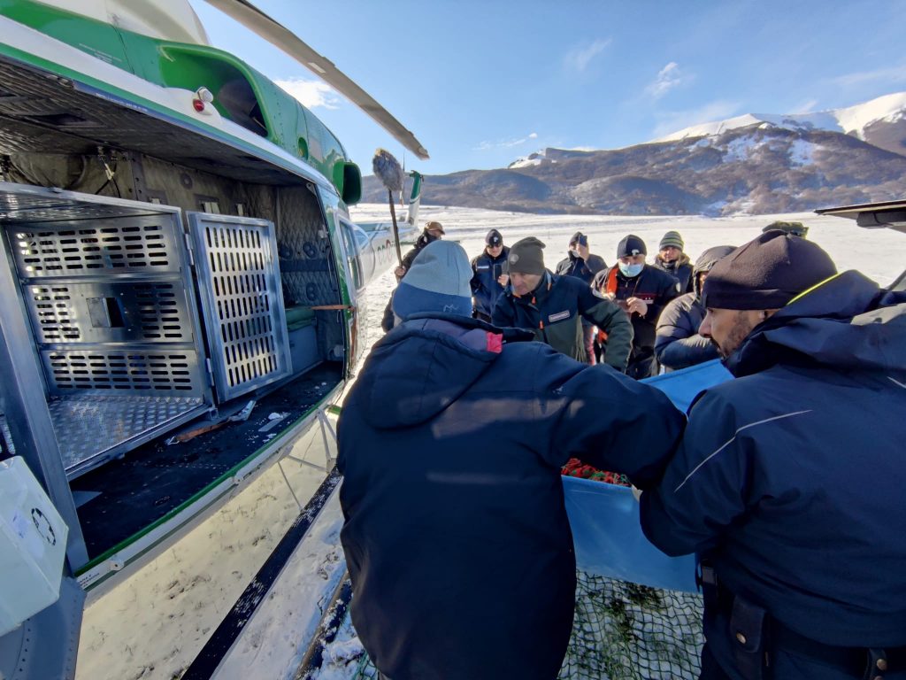 Traslocazione di Juan Carrito - Foto FB PNALM - Ph. Francesco Lemma