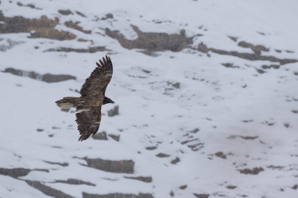gipeti, parco nazionale gran paradiso
