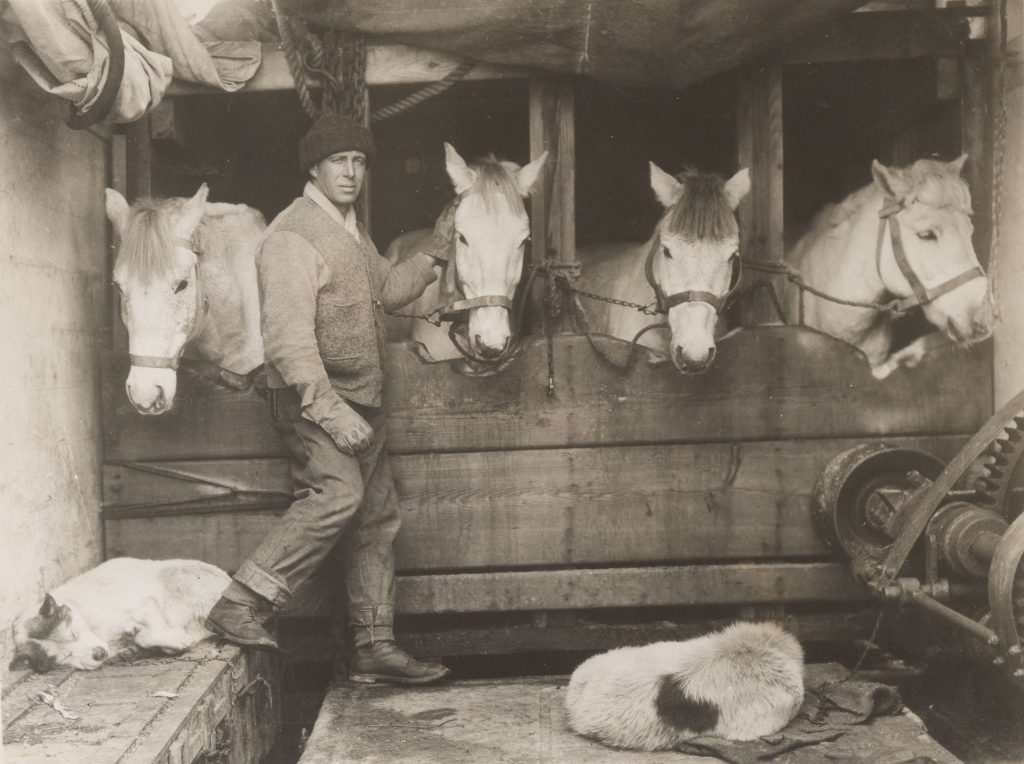 Oates tra i pony - Foto Wikimedia Commons Ph. Herbert G. Ponting @private collection of Bruce Parker, London, Ontario
