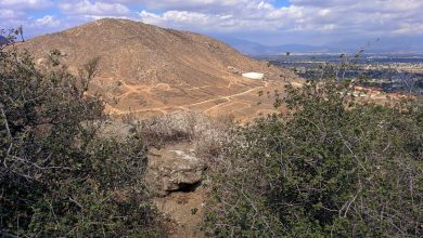 Photo of Sulle montagne della California vive una quercia di 13.000 anni