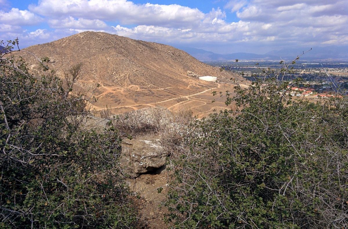 La Quercus palmeri delle Jurupa Hills - Foto Wikimedia Commons @Nonperturbative