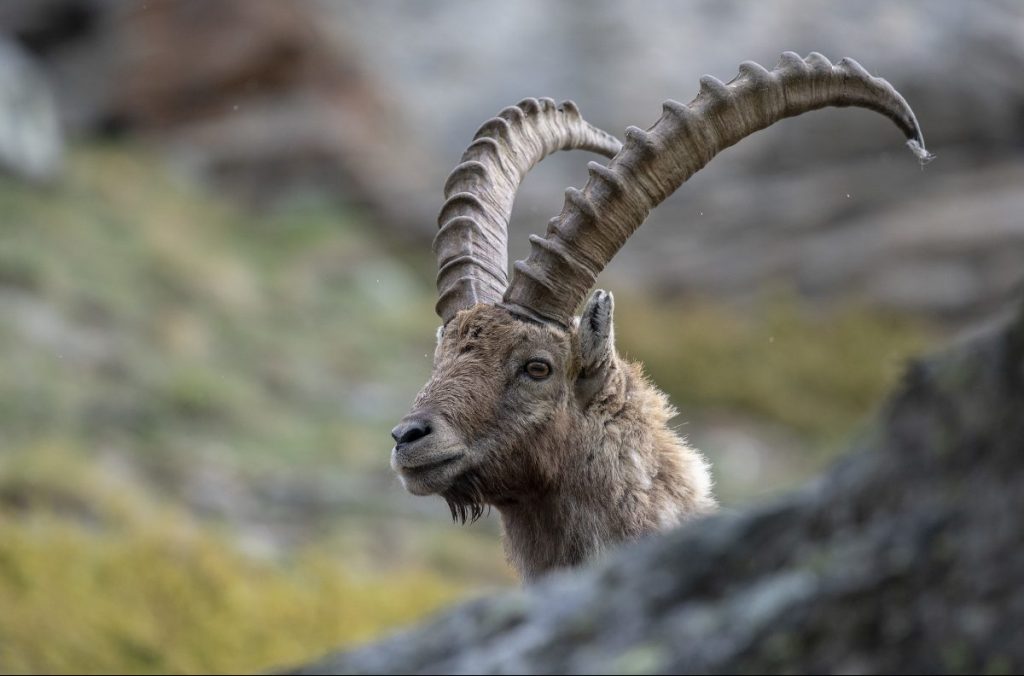 stambecco, biodiversità