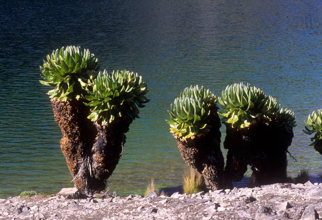 Seneci sul Monte Kenya, foto SA