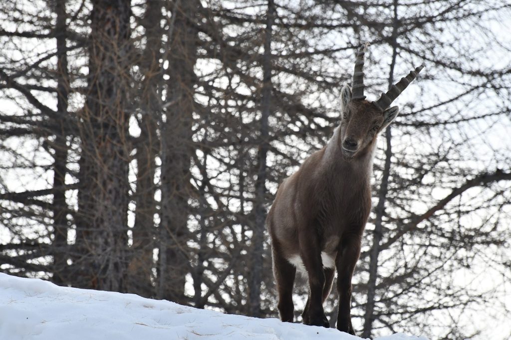 Stambecco tra le nevi - Foto Wikimedia Commons @Patrizia Valenziano